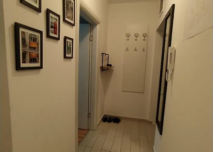 Daniris Daire Novi Sad